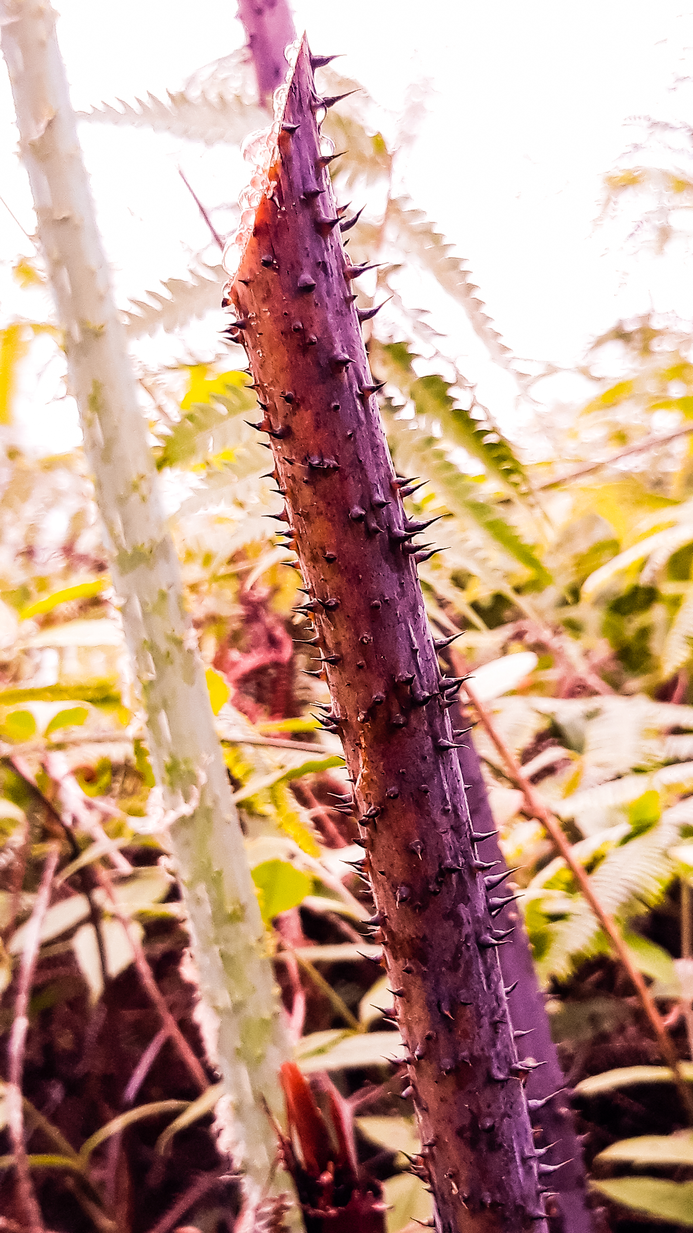 spikythorns